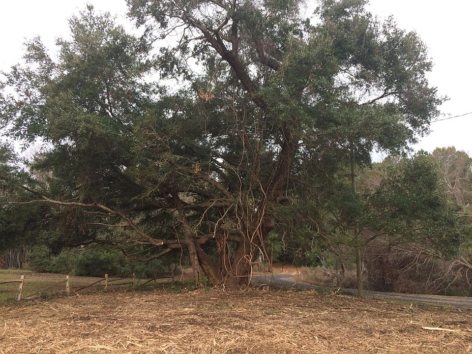 Another oak on lot