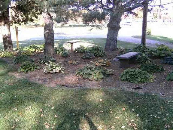 One of three hosta gardens