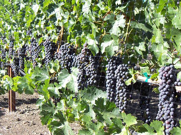 Cab grapes, late Aug
