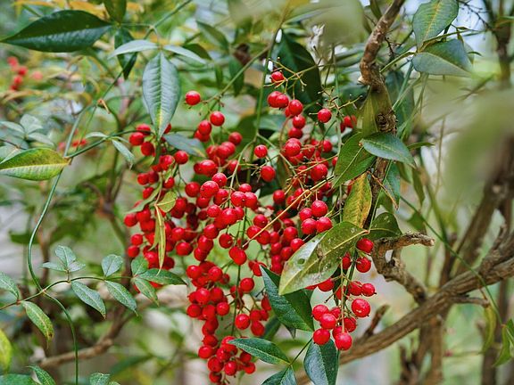 5th image of 7004 Ferrell Woods Ln