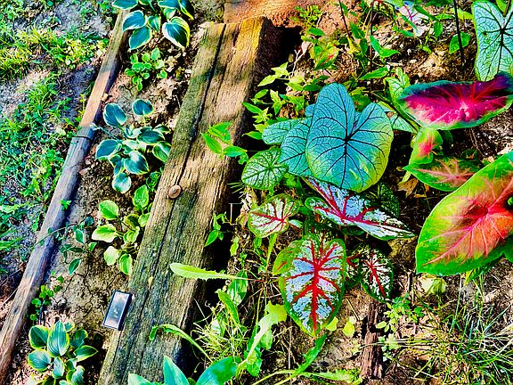 The railroad tie garden.
