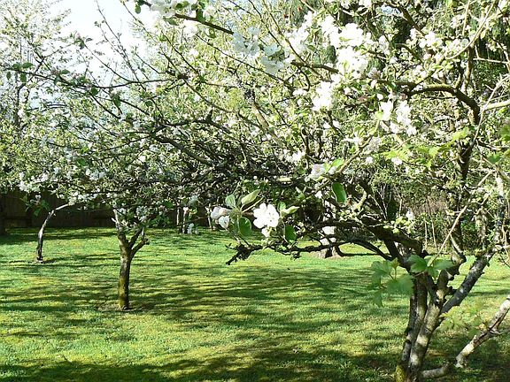 Apple bloom