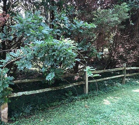 2nd image of LOT 1 Timber Trace Cir NW