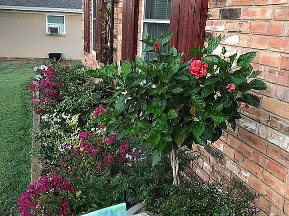 beautiful landscaping