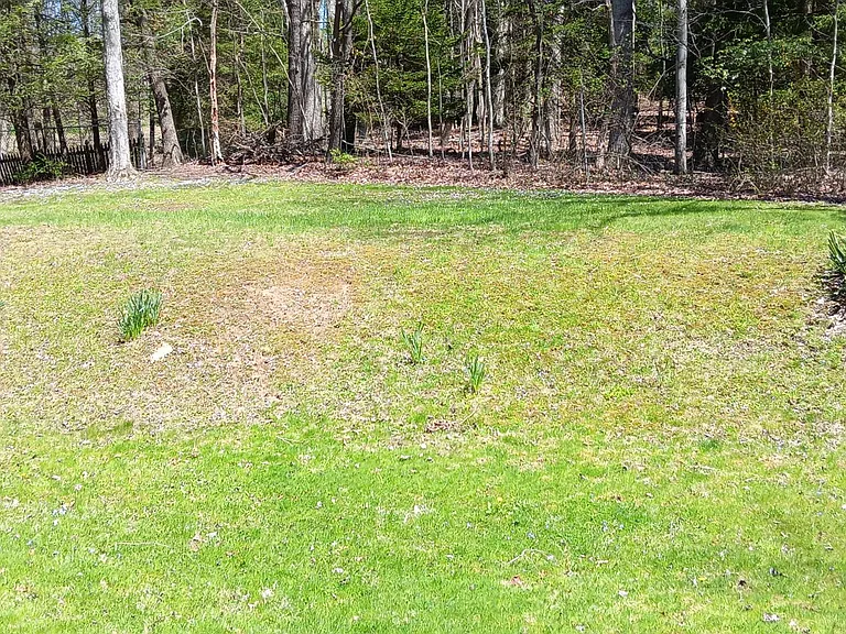 Backyard.
