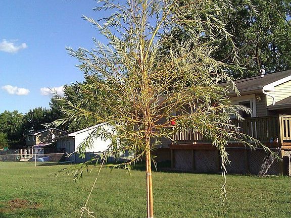 Young willow planted in back yard.