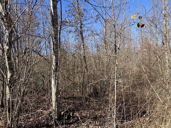 2nd image of Buck Ct