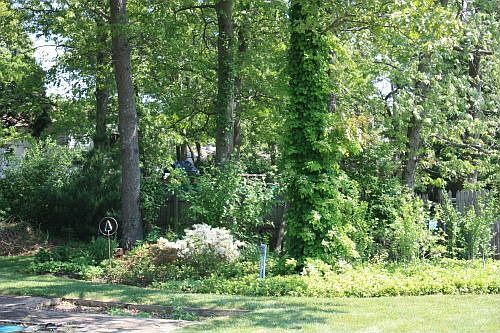 garden beyond pool