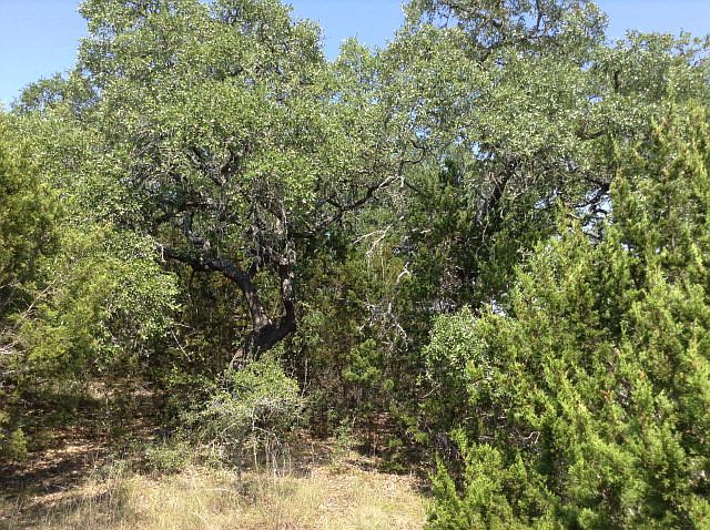 2nd image of 338 Quarter Horse Ln