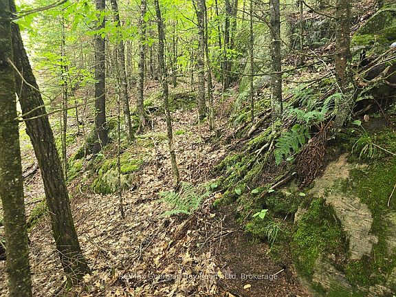 5th image of 107 Balsam Chutes Rd