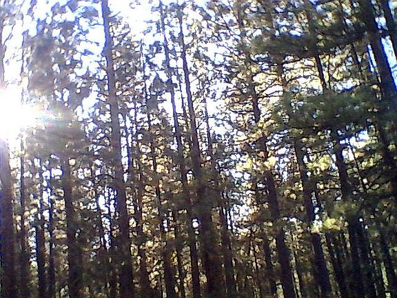 pine forest tall trees