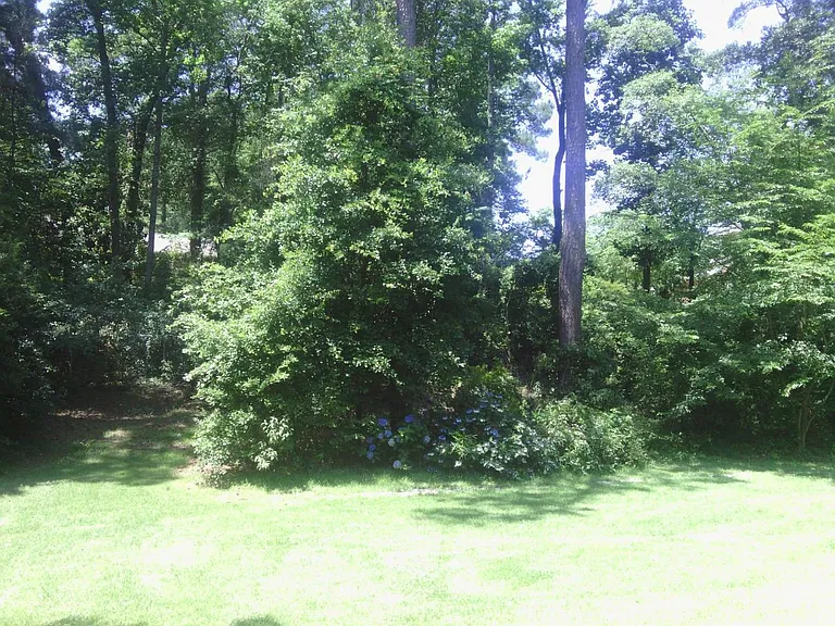 Back yard