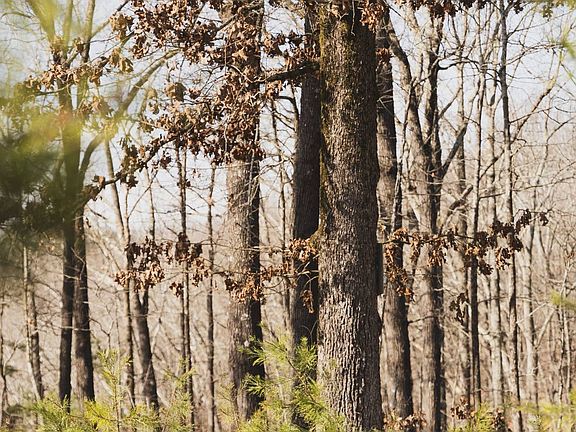 4th image of 0 Salting Ground Rd