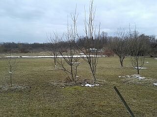Fruit Trees