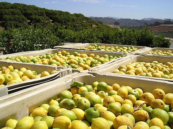 Income producing lemon orchard
