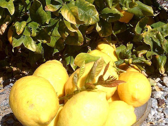 Fresh lemons from tree