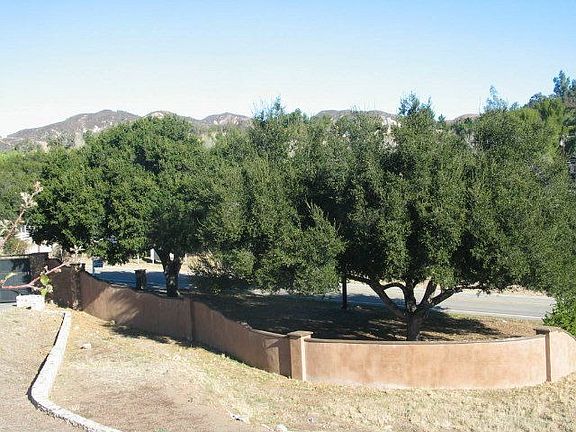 Front Yard Oak Trees