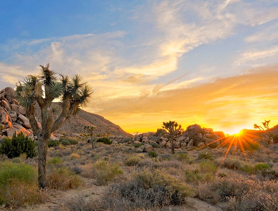 joshua tree