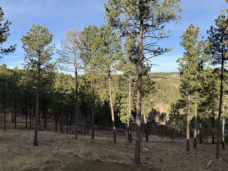13646 Twisted Pines Trl #1 — Photo 26