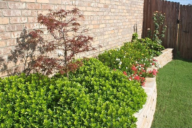 Japanese Maple Tree in Raised Flower Bed