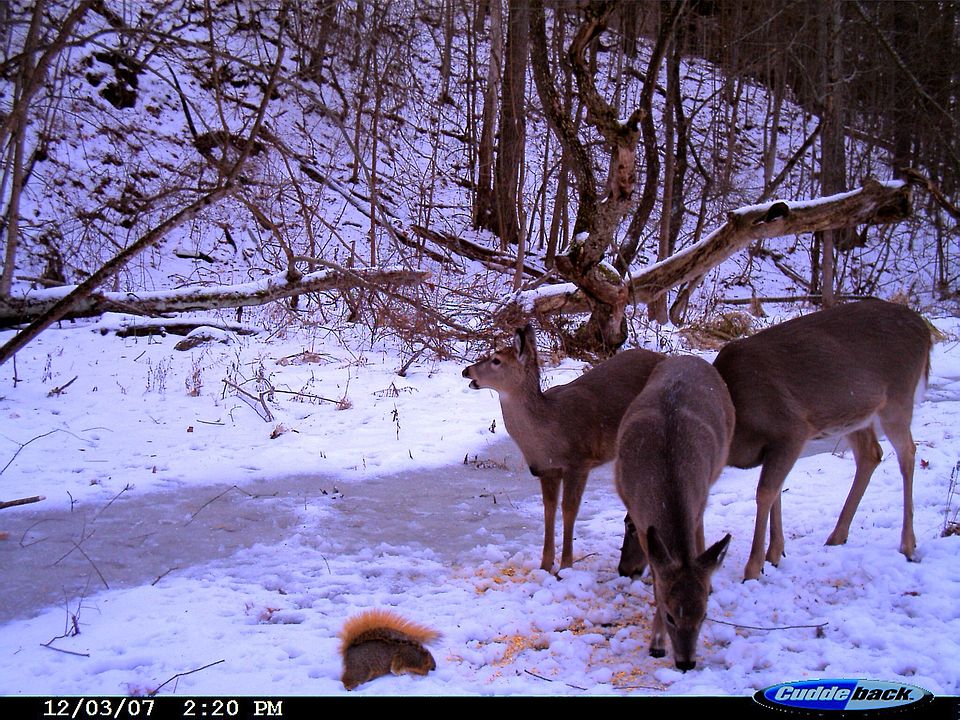 2nd image of 2932 Shannon Dr