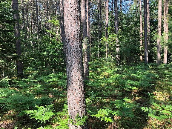2nd image of LOT 35 Norway Ln