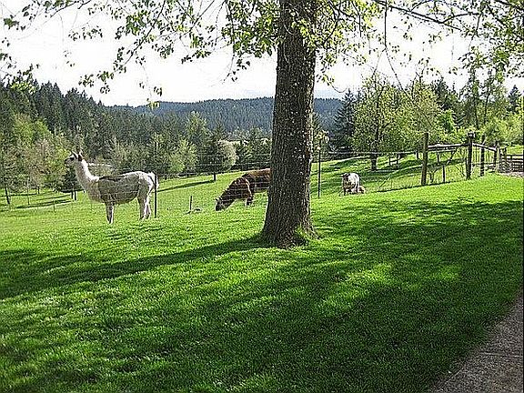 View from porch