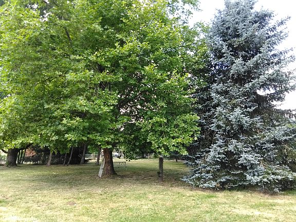Mature Trees