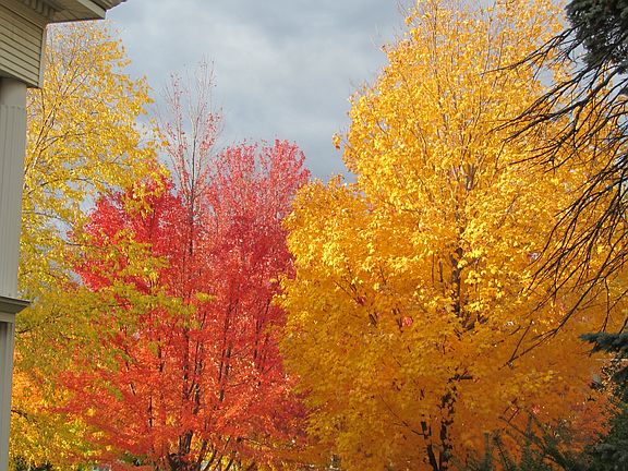 Fall Colors