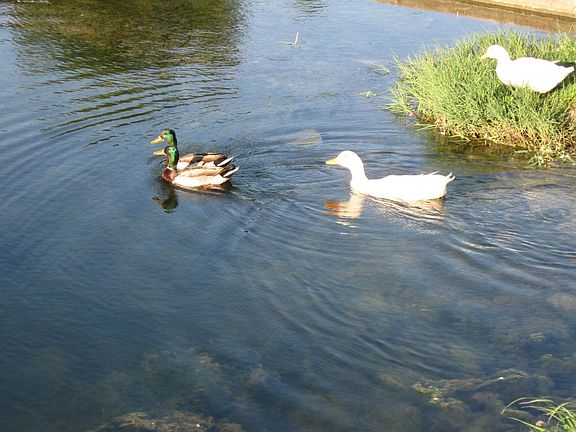 Feeding the Ducks