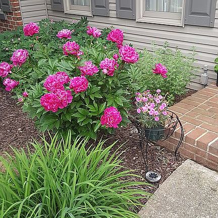 Peonies in Front Yard