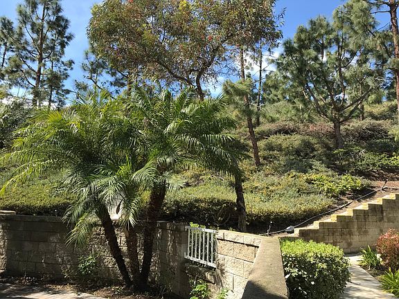 Backyard view 