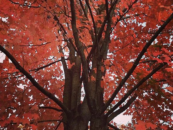 red maple in driveway