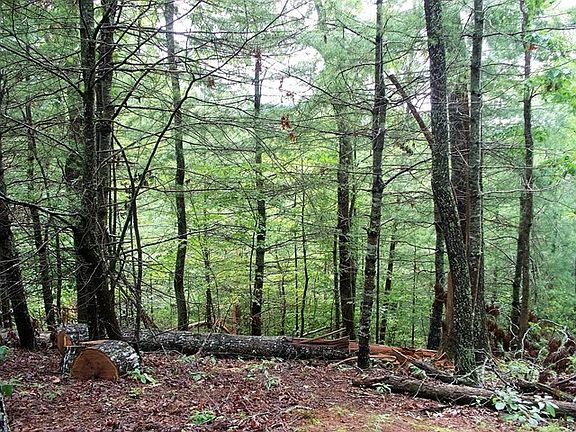 3rd image of 43-1 Turkey Path Lot 43-1