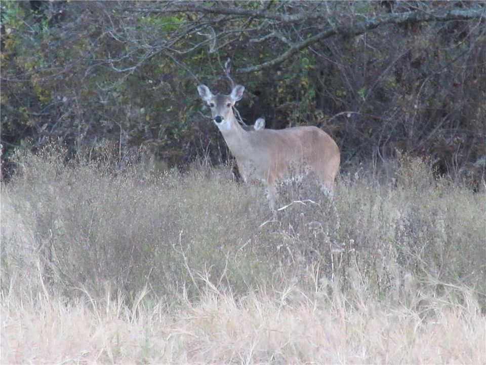 1st image of 303 Bobs Trl