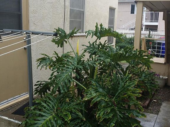 Large healthy Palm next to back door of cottage. Clothing lines for drying clothes as well as almost new dryer in laundry room.