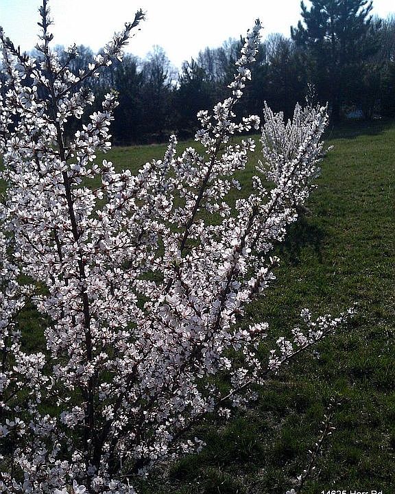 Cherry blossoms