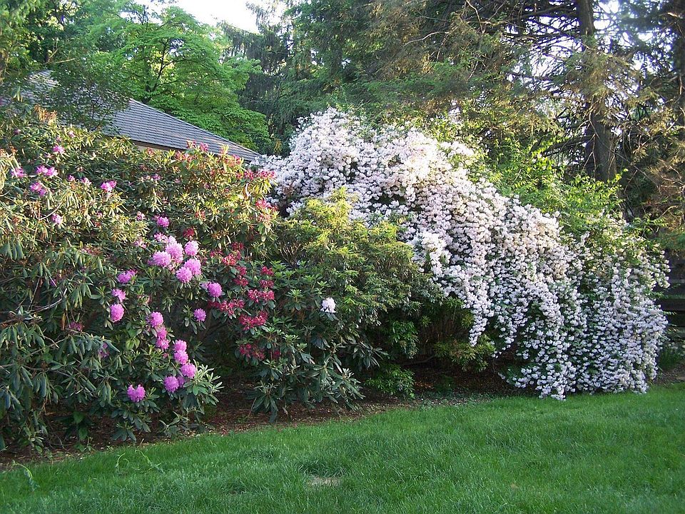 backyard in early summer