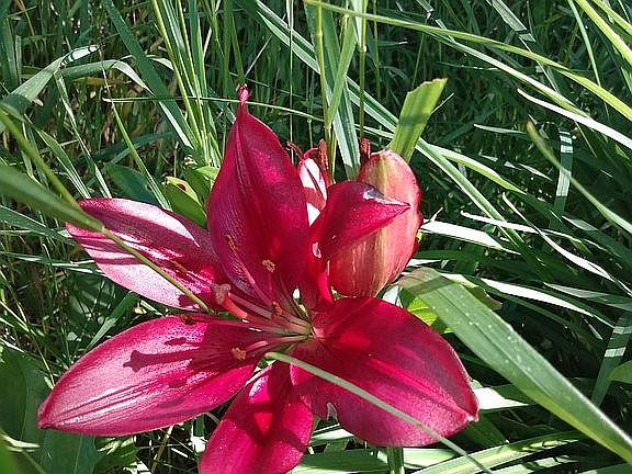 Lillies by the irrigation ditch