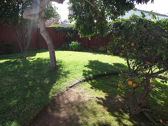 Family fruit trees