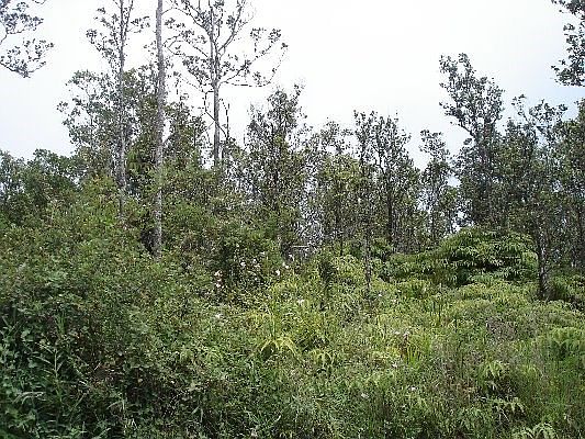2nd image of LOT 82 Lot 82
