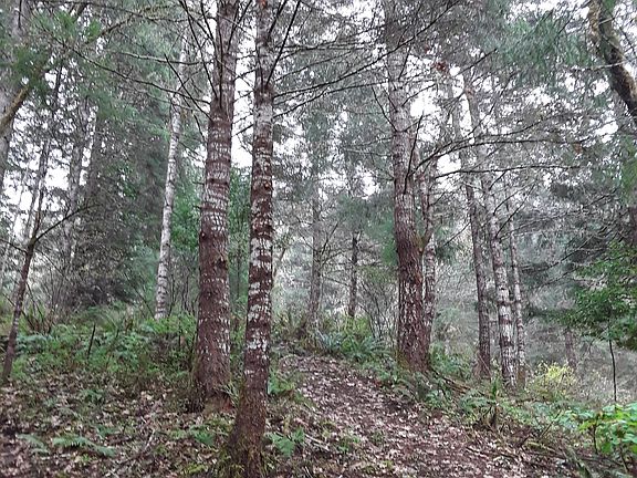 You could log some tree's...