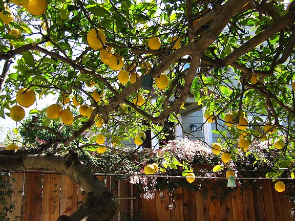 Meyer Lemon Tree