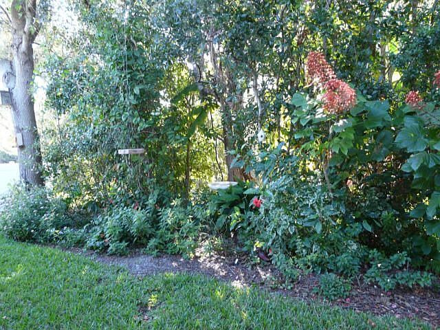 Back Yard Picture
