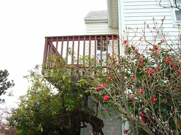 3 bed, 2300 sqft, $3,095 — Photo 4