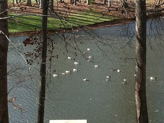 Lake View from Deck