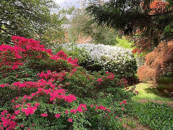 Back yard in bloom