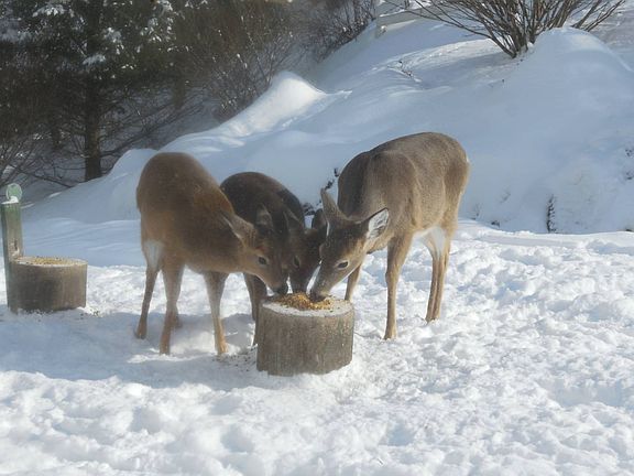 99th image of this home