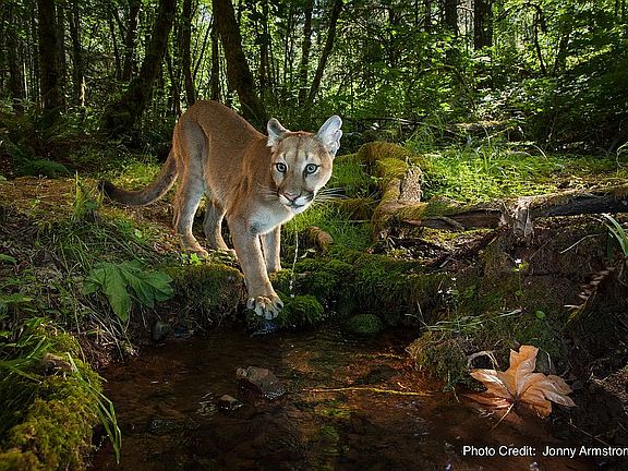 4th image of 37461 Soap Creek Rd