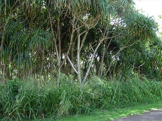 1st image of Wehelauniu St